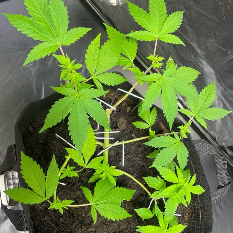 Purple Punch growlog timeline photo