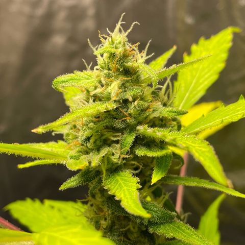 Royal Haze Automatic growlog timeline photo