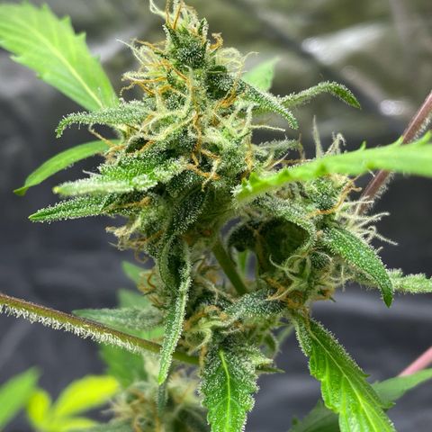 Royal Haze Automatic growlog timeline photo