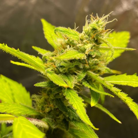Royal Haze Automatic growlog timeline photo