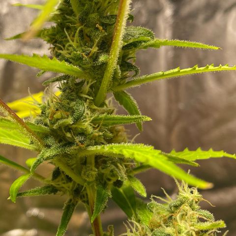 Royal Haze Automatic growlog timeline photo