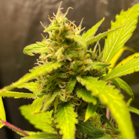 Royal Haze Automatic growlog timeline photo