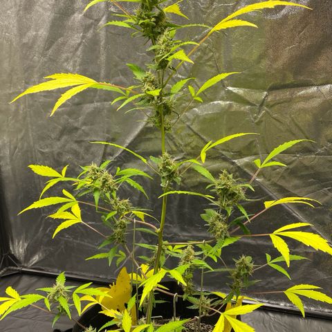 Royal Haze Automatic growlog timeline photo