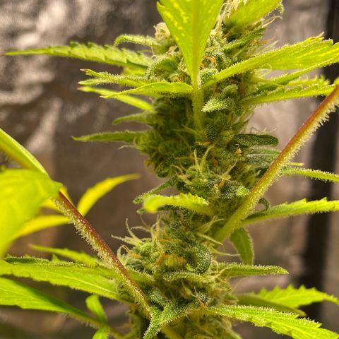 Royal Haze Automatic growlog timeline photo