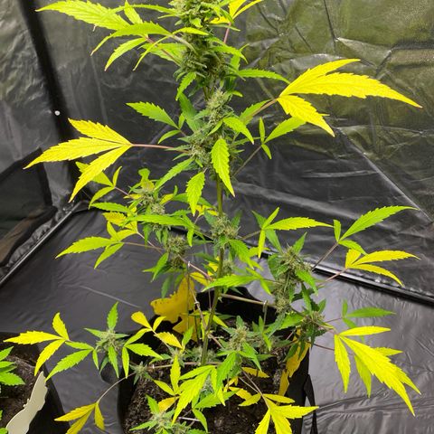 Royal Haze Automatic growlog timeline photo