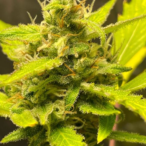 Royal Haze Automatic growlog timeline photo