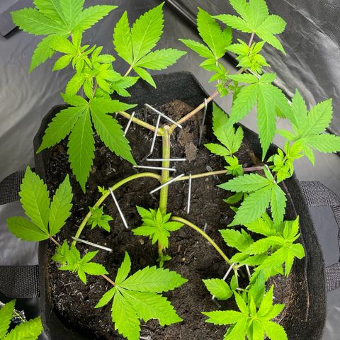 Purple Punch growlog timeline photo