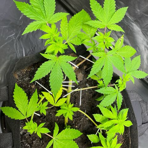 Purple Punch growlog timeline photo
