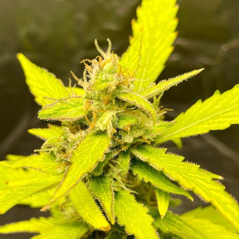 Royal Haze Automatic growlog timeline photo