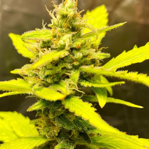 Royal Haze Automatic growlog timeline photo