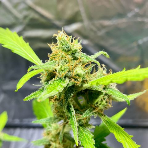 Royal Haze Automatic growlog timeline photo