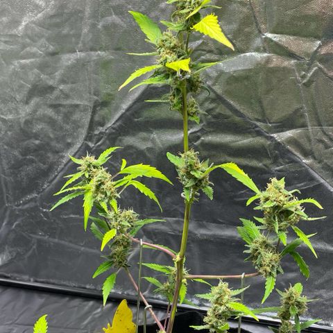 Royal Haze Automatic growlog timeline photo
