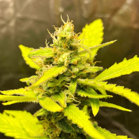 Royal Haze Automatic growlog timeline photo