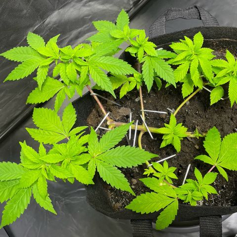Purple Punch growlog timeline photo