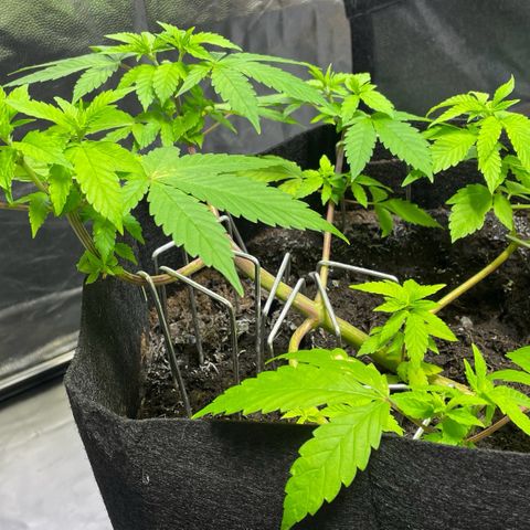 Purple Punch growlog timeline photo