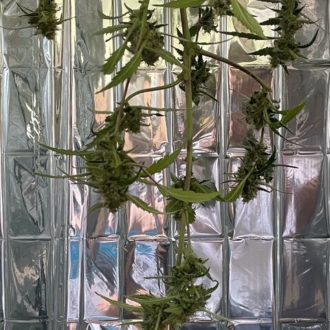 Royal Haze Automatic growlog timeline photo