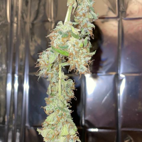 Royal Haze Automatic growlog timeline photo