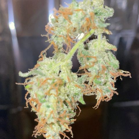 Royal Haze Automatic growlog timeline photo