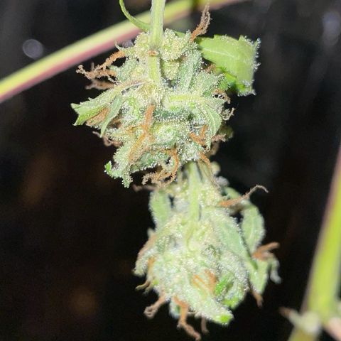 Royal Haze Automatic growlog timeline photo