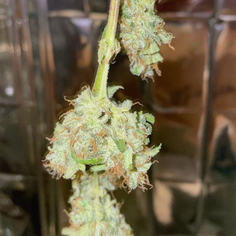 Royal Haze Automatic growlog timeline photo