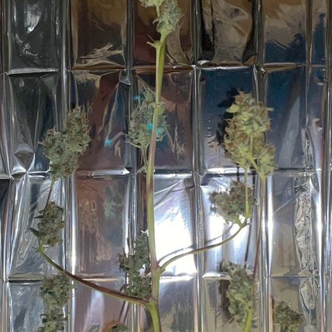 Royal Haze Automatic growlog timeline photo