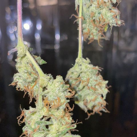 Royal Haze Automatic growlog timeline photo