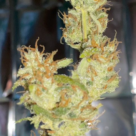 Royal Haze Automatic growlog timeline photo