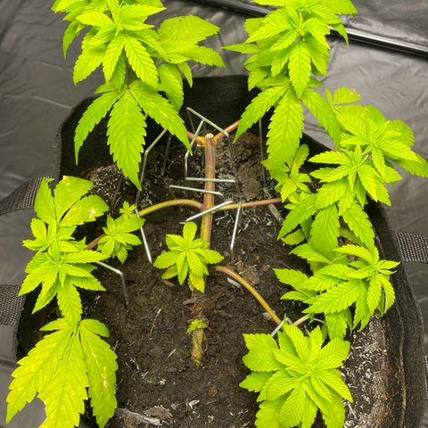 Purple Punch growlog timeline photo