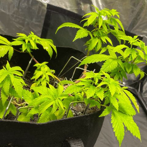 Purple Punch growlog timeline photo