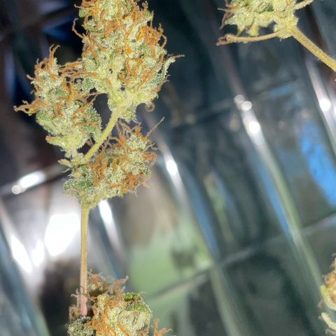 Royal Haze Automatic growlog timeline photo