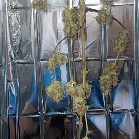 Royal Haze Automatic growlog timeline photo