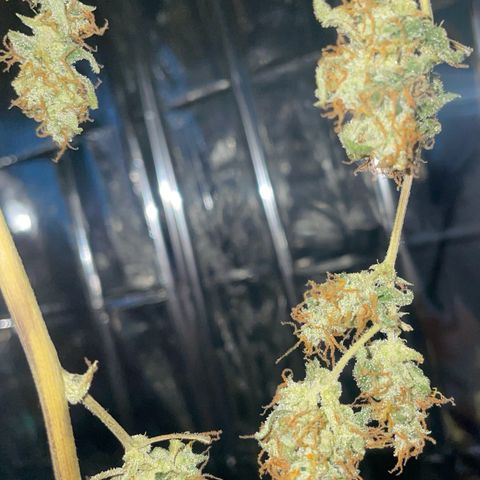 Royal Haze Automatic growlog timeline photo