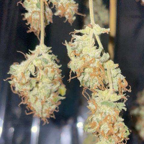 Royal Haze Automatic growlog timeline photo