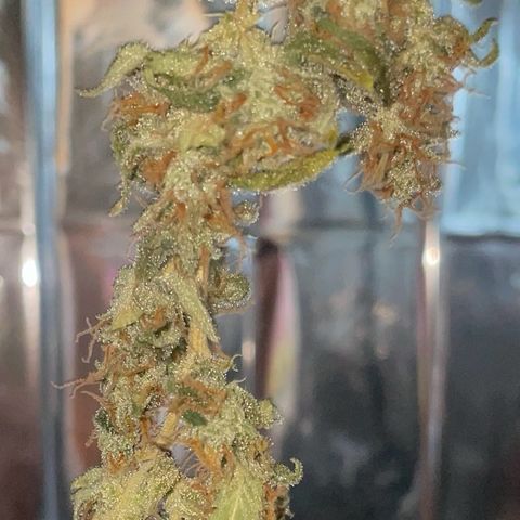 Royal Haze Automatic growlog timeline photo