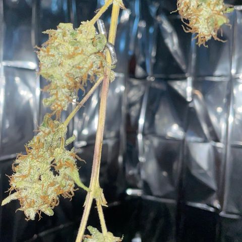 Royal Haze Automatic growlog timeline photo