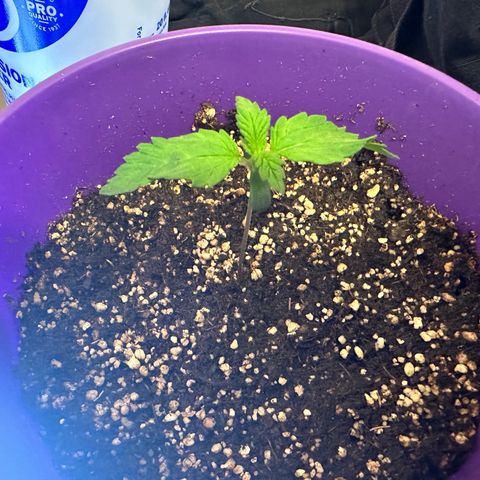 Bruce Banner growlog timeline photo