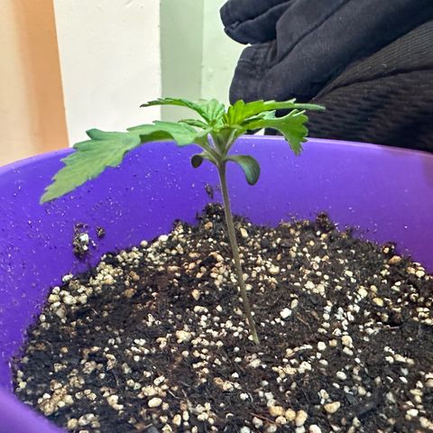 Bruce Banner growlog timeline photo