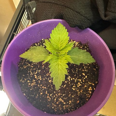 Bruce Banner growlog timeline photo