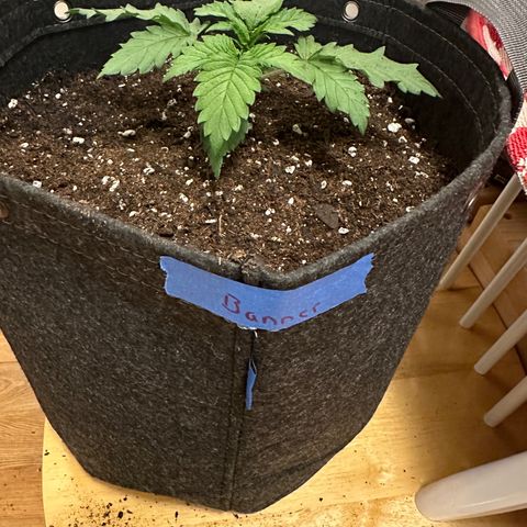 Bruce Banner growlog timeline photo