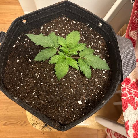 Bruce Banner growlog timeline photo