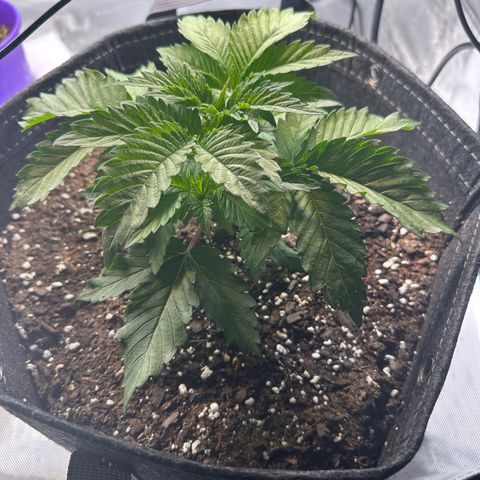 Bruce Banner growlog timeline photo