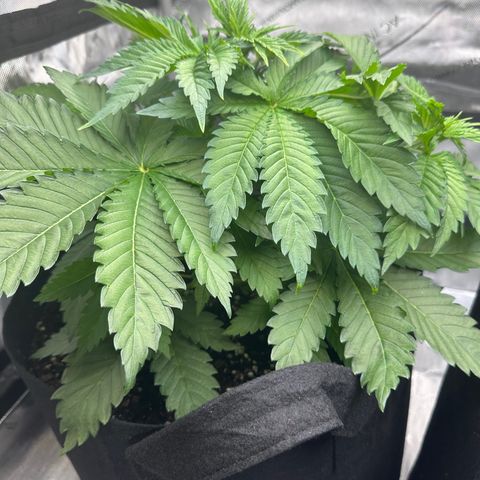 Bruce Banner growlog timeline photo
