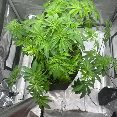 Bruce Banner growlog timeline photo