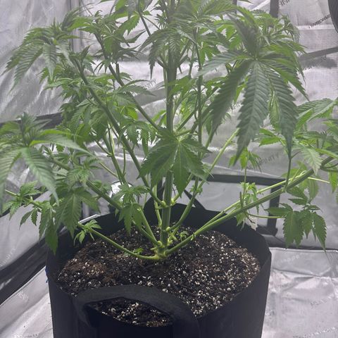 Bruce Banner growlog timeline photo