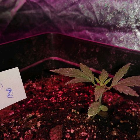 Cookies kush #2 growlog timeline photo