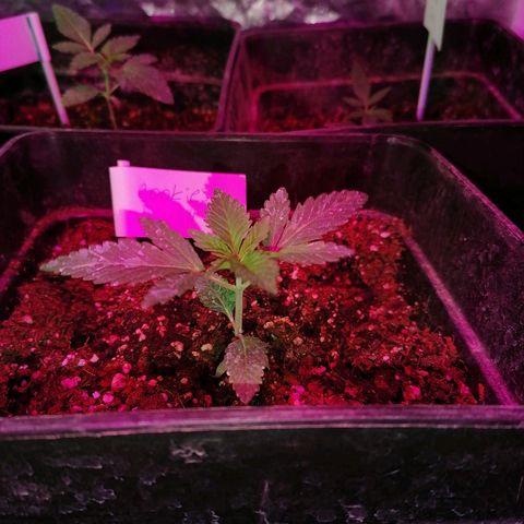 Cookies kush #3 growlog timeline photo