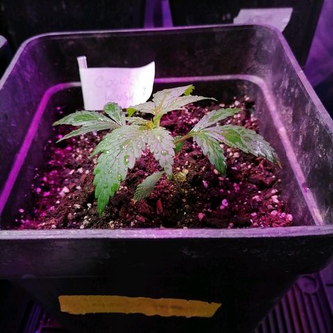 Cookies kush #2 growlog timeline photo