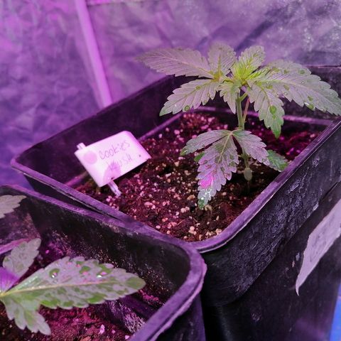 Cookies kush #3 growlog timeline photo