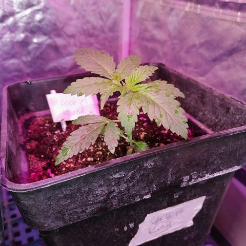 Cookies kush #3 growlog timeline photo