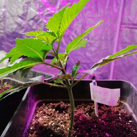Cookies kush #3 growlog timeline photo